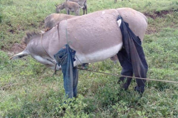 Meru residents dress donkeys in trousers to scare away mysterious flies
