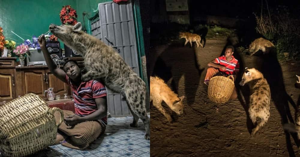 Abbas Yussuf lives with five hyenas in his Ethiopia home.