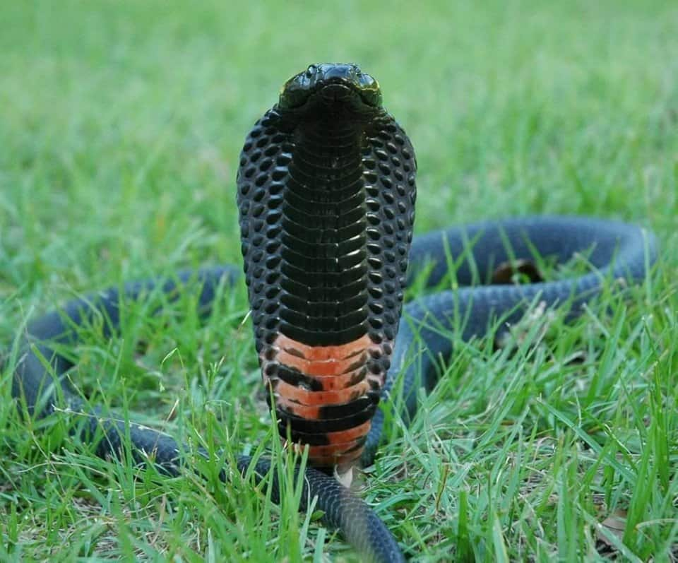 snakes-in-kenya-7-most-common-types-you-ll-encounter-tuko-co-ke