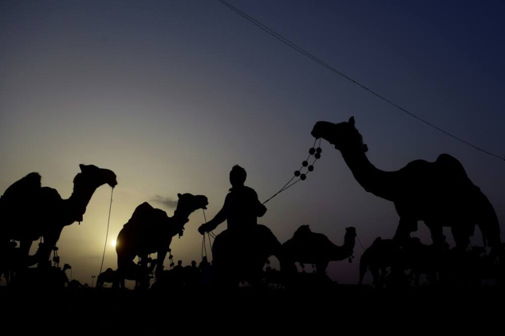Camels can cost up to one million rupees ($3,500), a price point increasingly out of reach for Pakistanis plagued by inflation