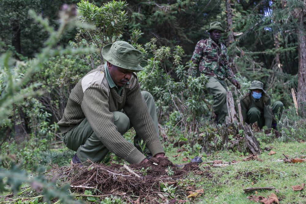 KFS officers planting tree seedlings in a forest