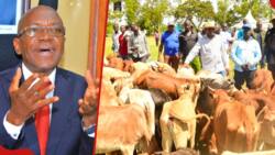 Boni Khalwale Chides James Orengo for Donating Kienyeji Cattle in Siaya: "Stop Promoting Poverty"