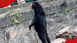 Chinese Zoo Forced to Deny Claims Its Bears Are Humans Wearing Costume after Video Went Viral