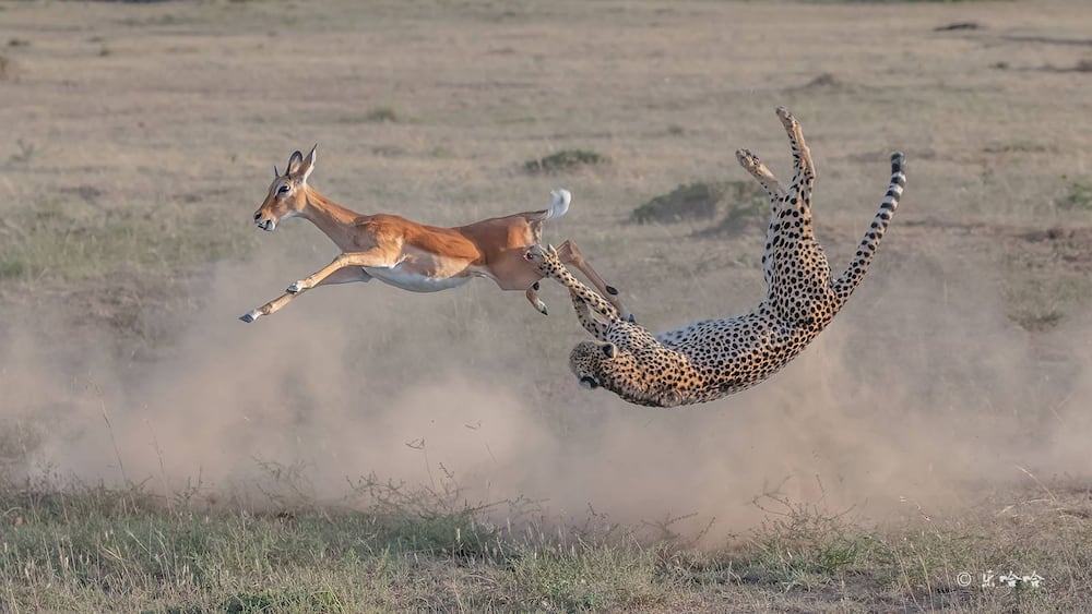 Tourists on Kenya safari captures exciting photos of cheetah bringing down a gazelle