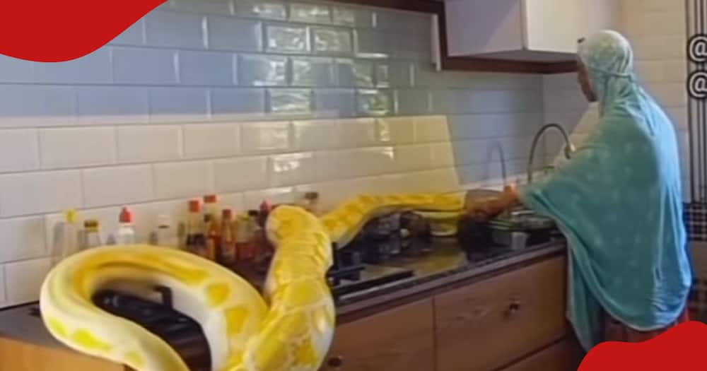 Woman working while snake slithers next to her.