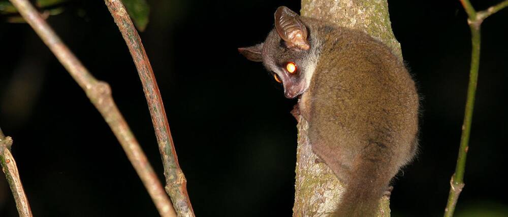 Bushbaby: Elusive primate photographed for first time in Kenya in 20 years