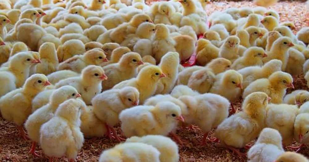 Tanzania banned the importation of day-old chicks.