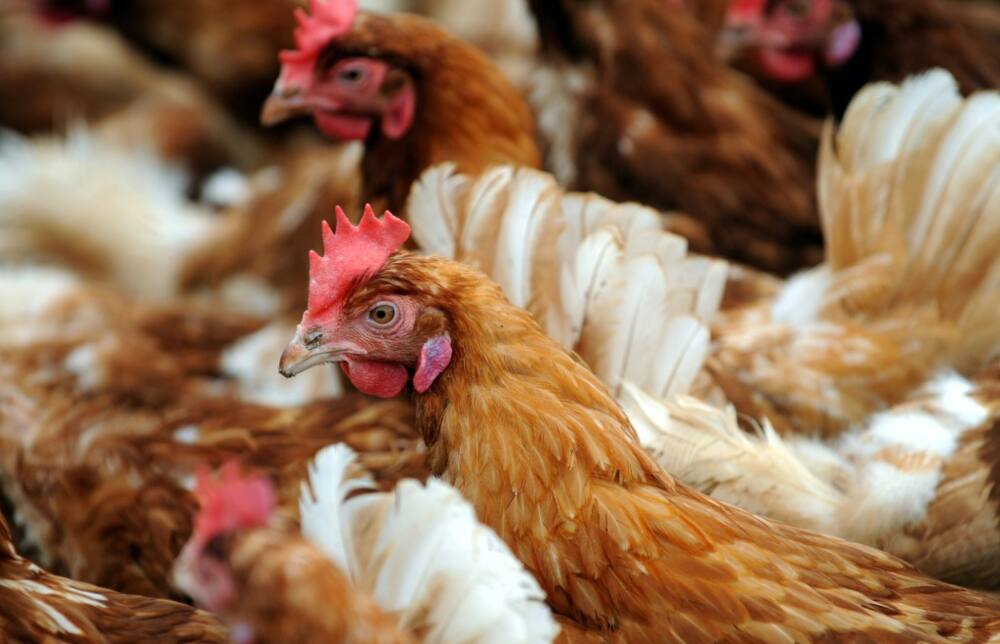Egg prices in China have soared as hens are laying fewer during a heatwave