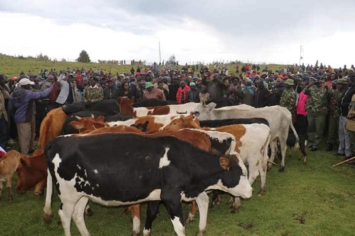 Governor Lonyangapuo leads West Pokot residents to return cattle stolen from Uganda