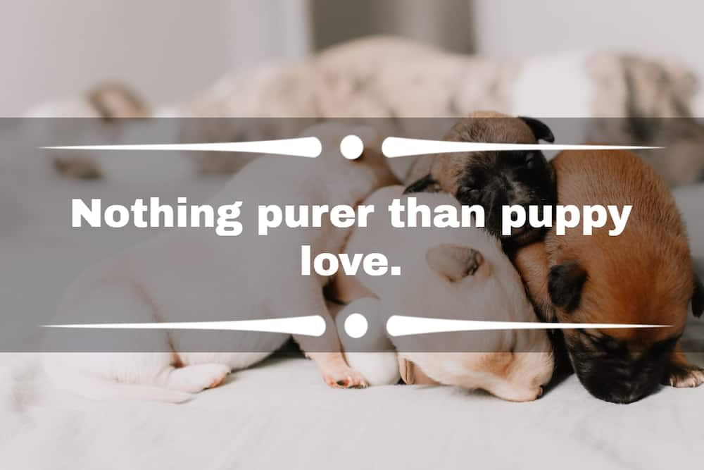 dog pictures with captions