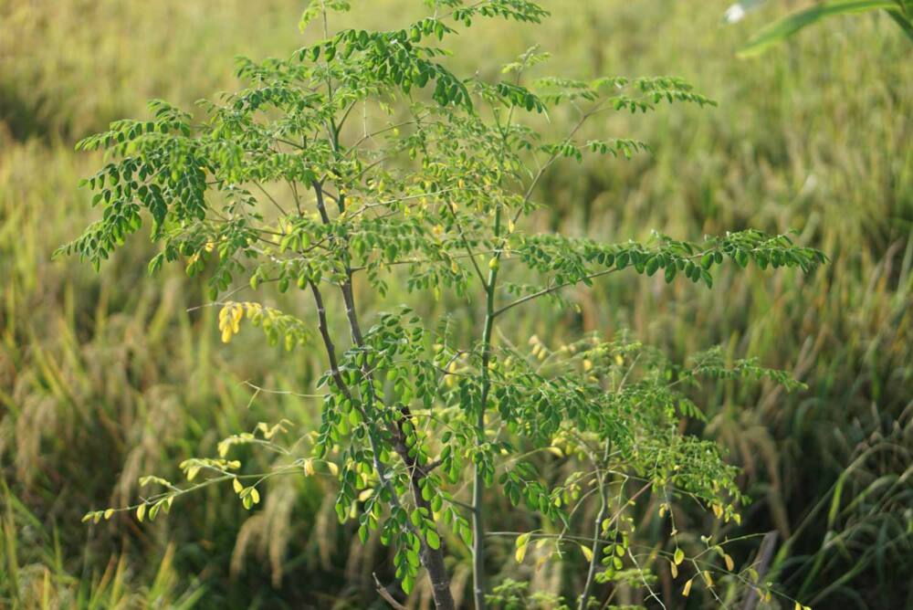 Plants that grow in dry areas in Kenya