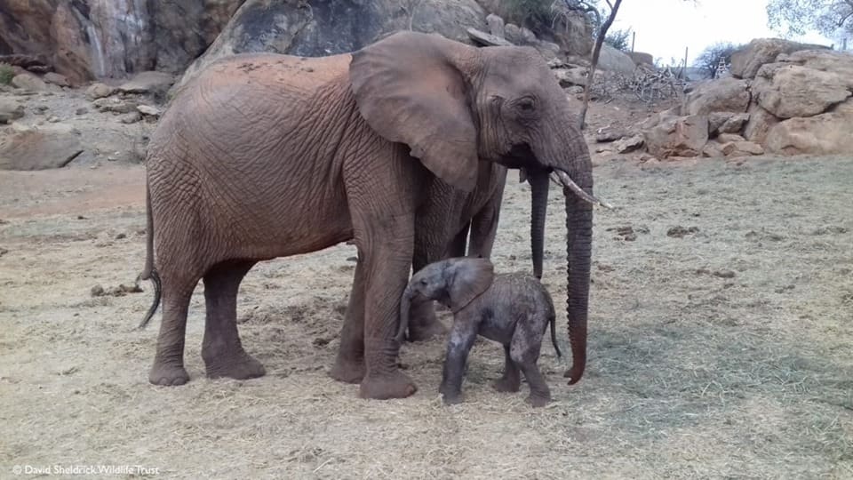 Tsavo: Joy as female orphan elephant rescued 14 years ago returns to the wild to give birth