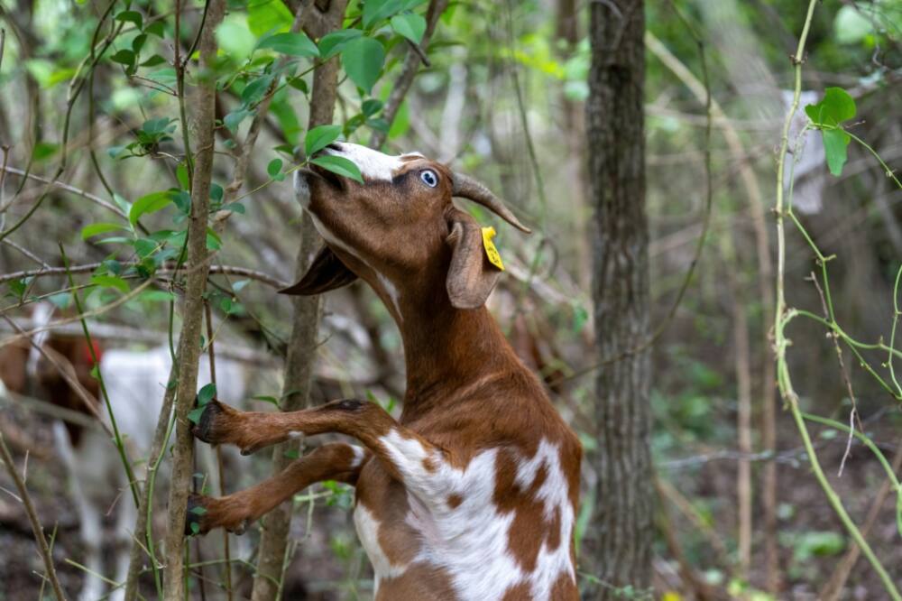 The goats are a carbon-emissions free solution to the problem of landscaping in tough to reach areas, or places where herbicides are not an option