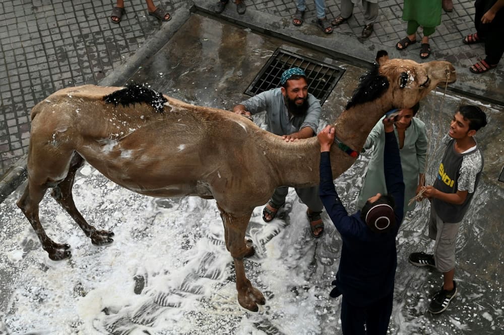 Camels are not a typical Eid sacrifice in Pakistan but can feed 11 families under Islamic rules
