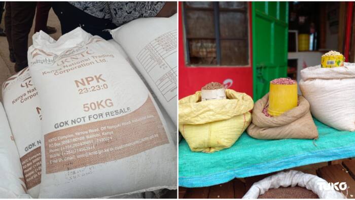 Food Crisis: Maize Prices Rises to KSh 170 Per 2Kg Tin in Bread Basket Zones