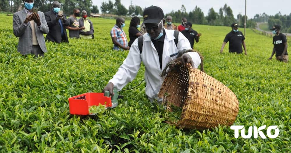 Farmers Save Money after Embracing New Mechanised Tea Plucking Machines.