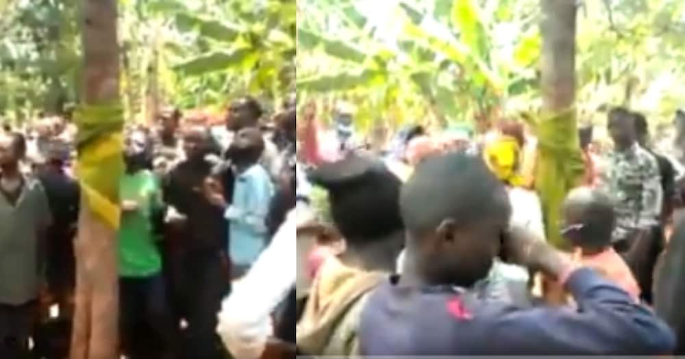 Kirinyaga: Residents excited after spotting tree they believe has virgin Mary's image