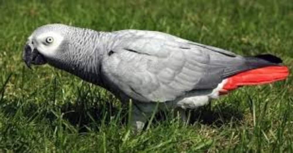 Grey parrots are notorious for mimicking noises heard in their environment and using them tirelessly.