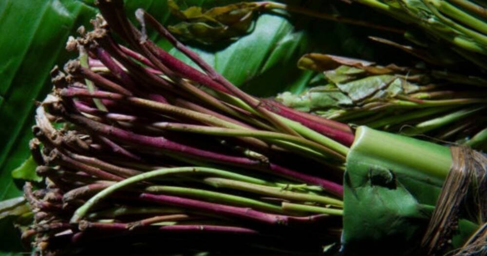 Technically, the county has locked Kenya out of its crucial market by resolving to import khat from neighboring Ethiopia. Photo: NACADA