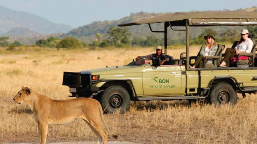 Tourist on a Bon Voyage Safaris vehicle watching a lioness