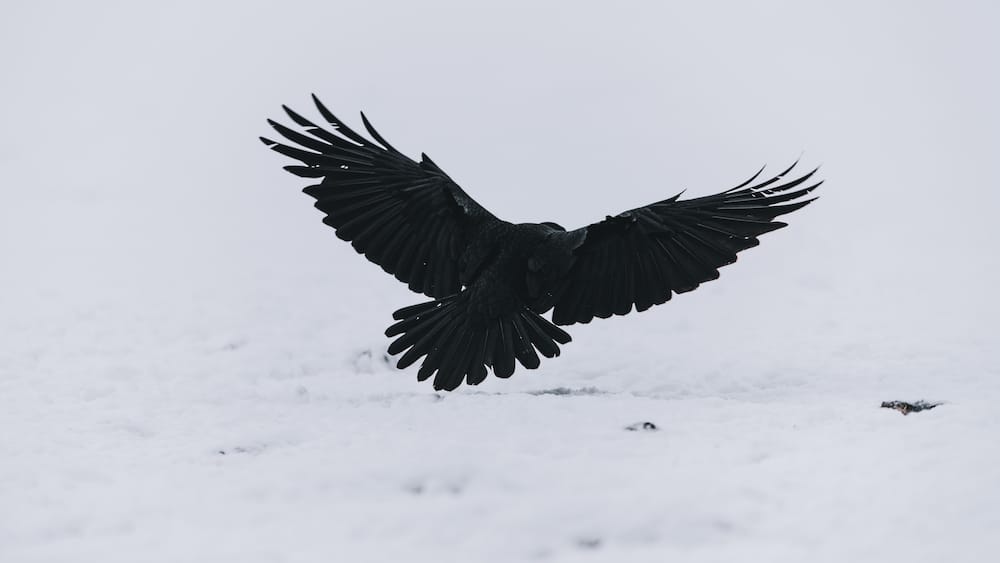 Raven Method Shifting
