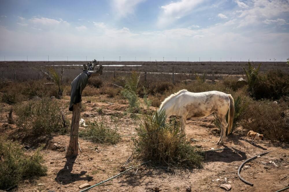 Parched land: a thin horse looks for grass at Ras al-Bisha in southern Iraq