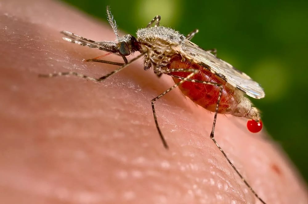 Utafiti: Sumu ya mdudu buibui ina uwezo wa kuangamiza mbu wanaosambaza malaria