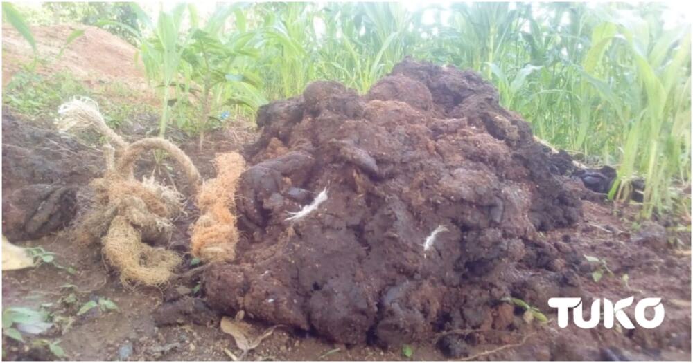 Kifumbikilu: Innovative Ways Luhya Ancestors Used to Preserve Fire Using Cowdung, Share across Homesteads