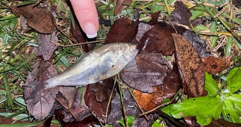Fish Fall From the Sky in Texas.