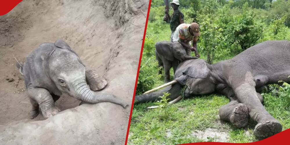 Un elefante bebé corre a abrazar a su madre después de que ella se ha calmado y teme no despertar nunca más