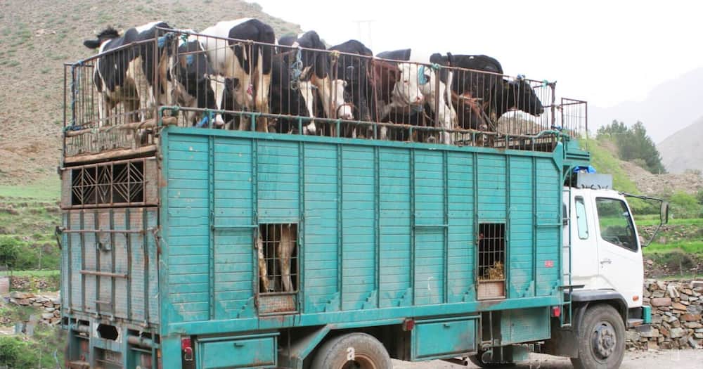 Cattle being transported.