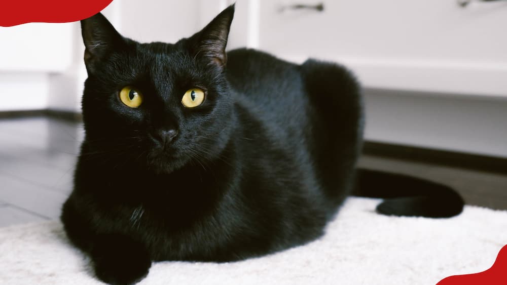 A black cat is sitting on the kitchen rug