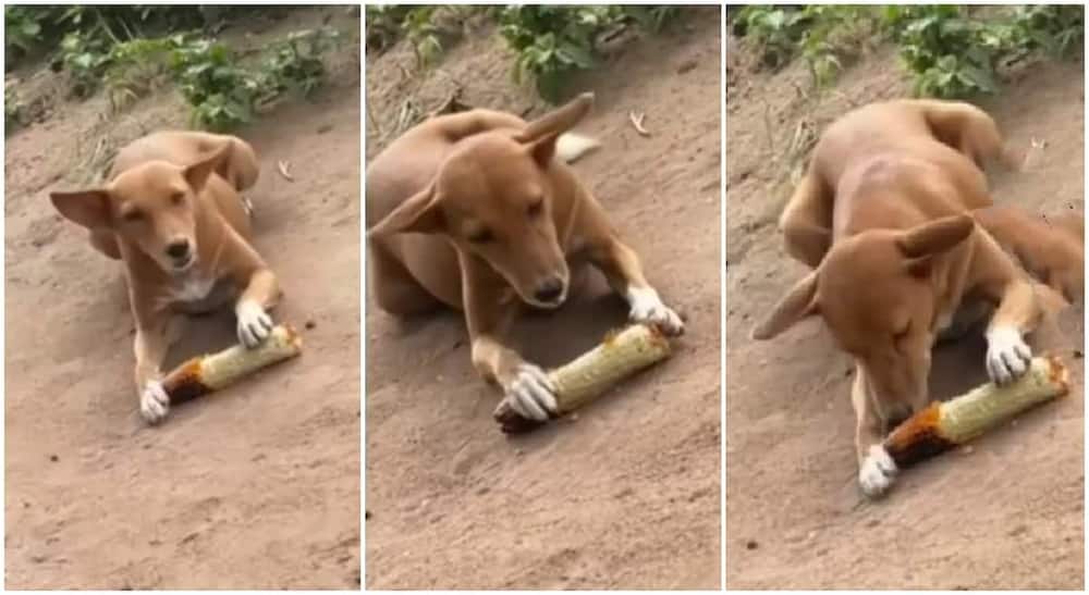 Photo of Nigerian dog eating roasted corn.