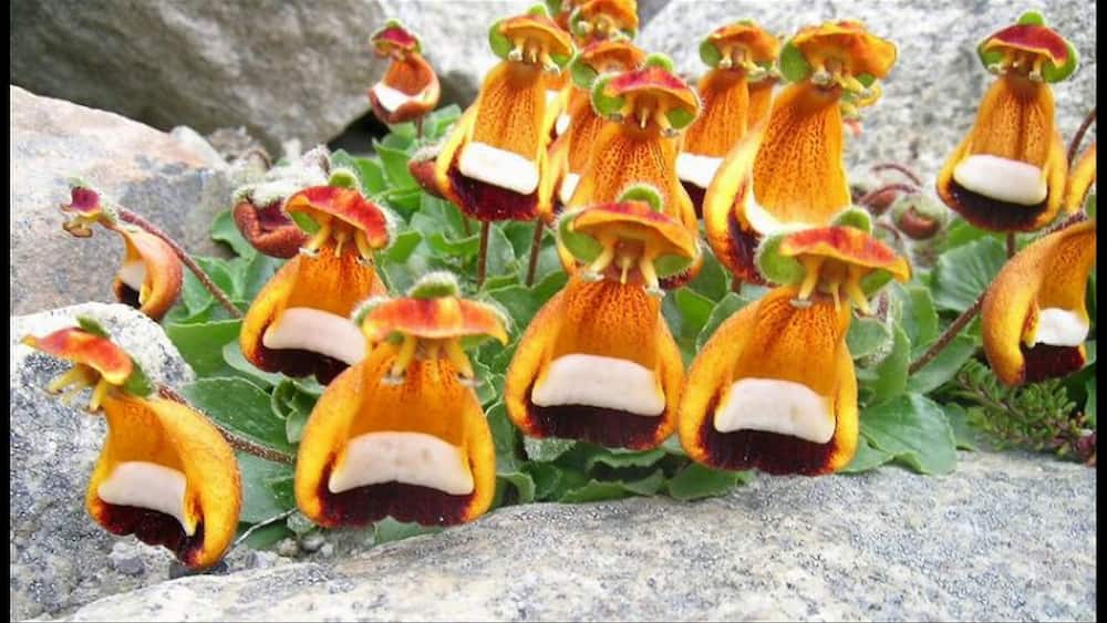 15 flowers that look like animals and where they are native 15 flowers that look like animals and where they are native