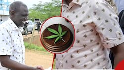 William Ruto's New Shirt with Leaf Imprints Sets Tongues Wagging: "Tingiza Mti"