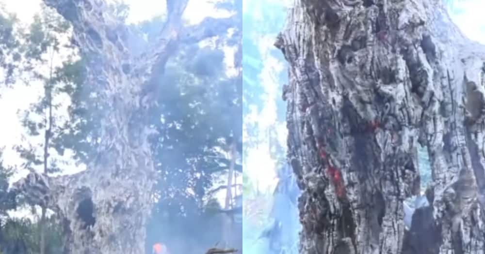 The tree burst into flames on its own. Photo: Screenshot of video by TV 47.