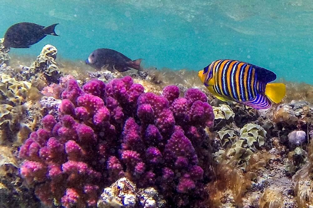 Striated surgeon fish (Ctenochaetus striatus) and royal angelfish (Pygoplites diacanthus) swim by a coral reef along Egypt's Red Sea coast