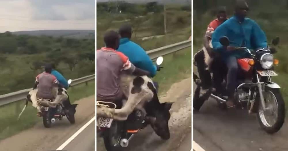 Video, Motorcycle, Cow