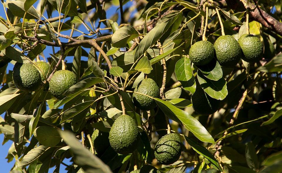 hass avocado farming