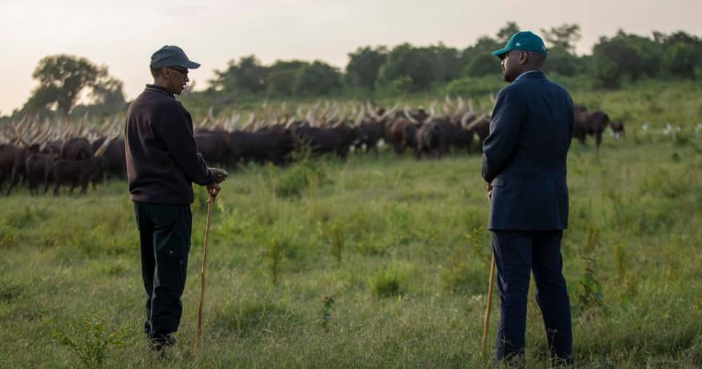 Paul Kagame Gifts Yoweri Museveni's Son Muhoozi Kainerugaba Inyambo Cows During Visit to His Farm