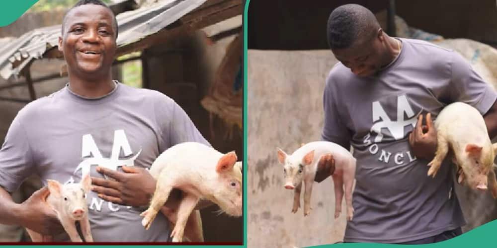 Nigerian pig farmer showcased his farm that makes over KSh 2.8 million monthly