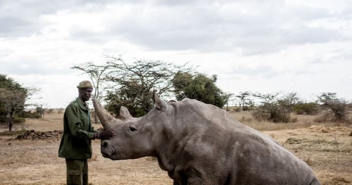 Najin: Rare Kenyan Northern White Rhino Celebrates 32nd Birthday - Tuko ...