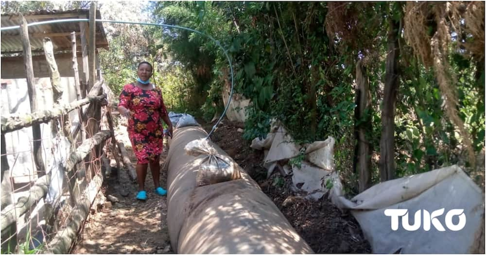 Little known Eburu community embraces fruit farming, use biogas to conserve local forest