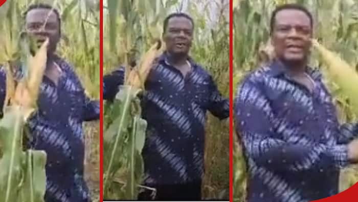 MP John Waluke Shows Off His Maize Farm, Brags about Impending Bumper Harvest: "Gunia 1400"