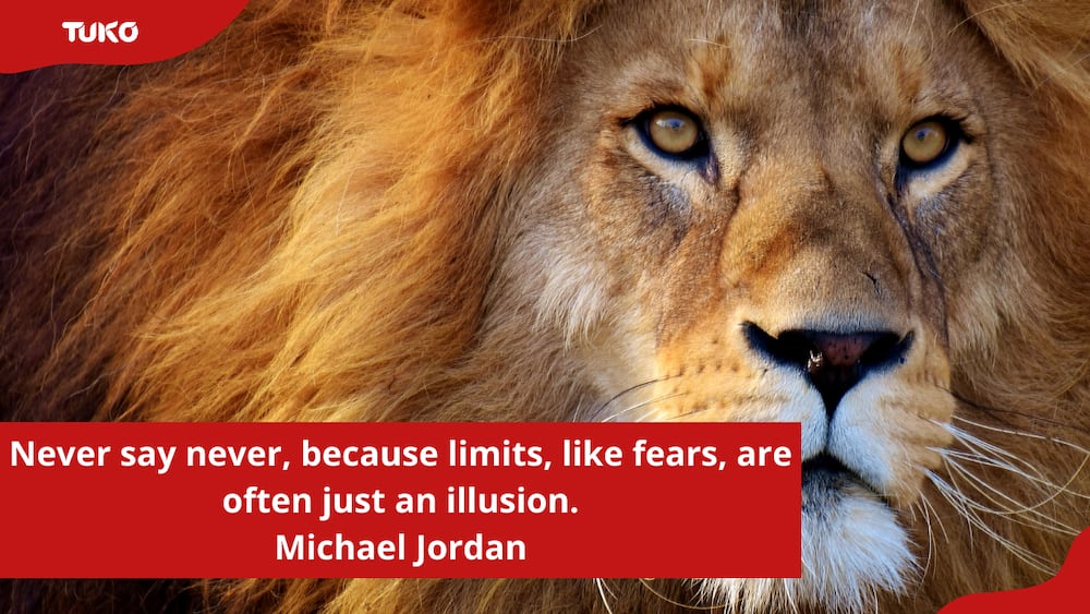 lion mentality quotes