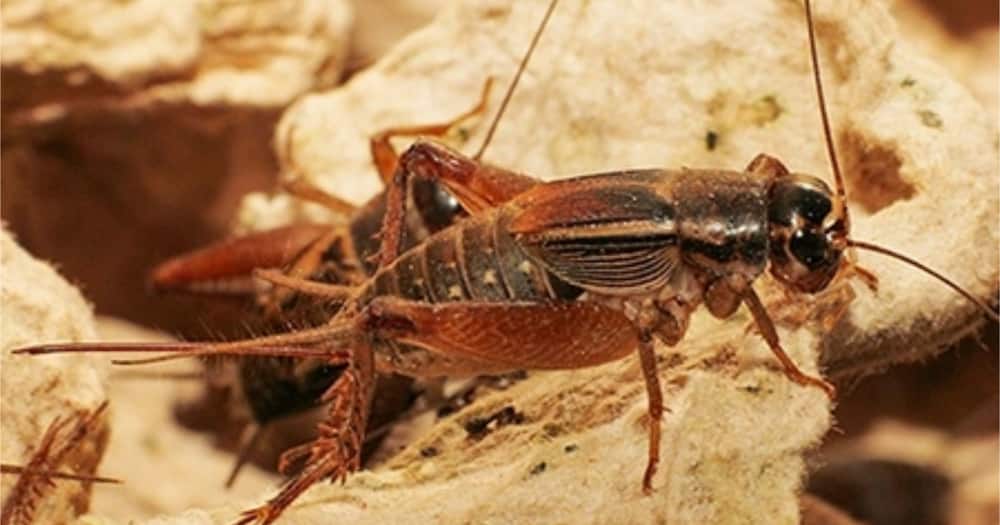 Edible cricket species discovered in Kenya, said to contain enough proteins