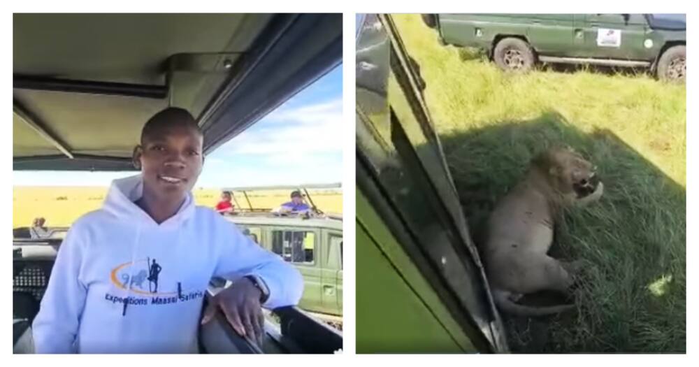 Meru Man Scared by Fake Lion Shopping Bag Overjoyed After Seeing Real Lions: "Leo Nimeona Simba"