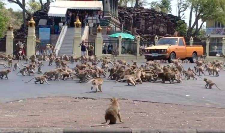 Monkeys take over hotel and become tourists, swim all day amid coronavirus lockdown
