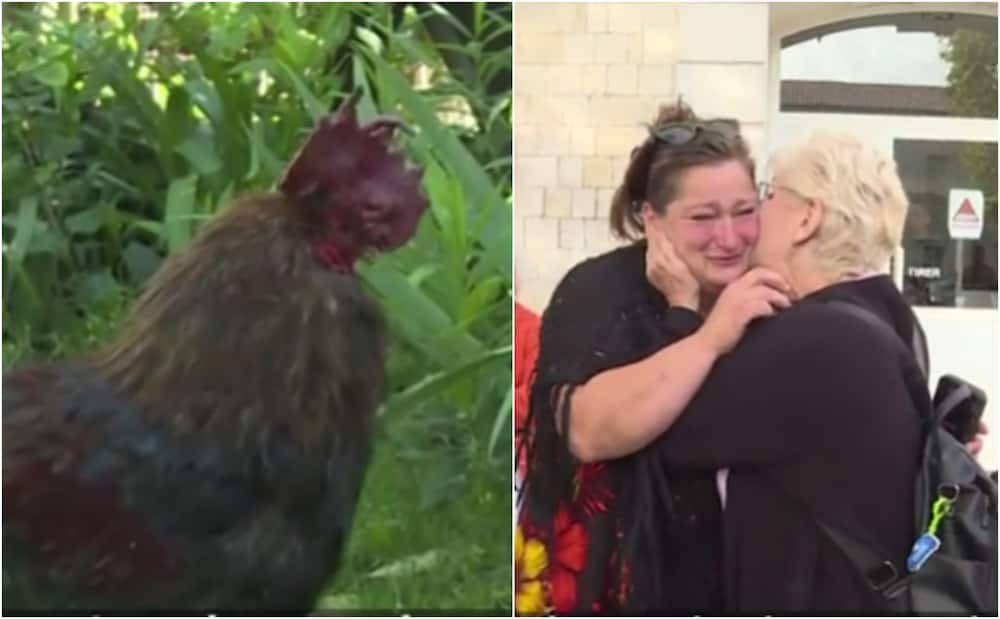 Rooster which was sued by neighbors for early morning crowing wins case