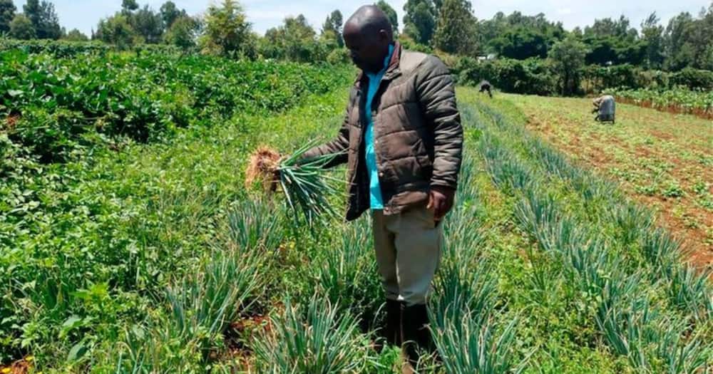 Christopher Angote resigned as an agriculture teacher and ventured into farming.